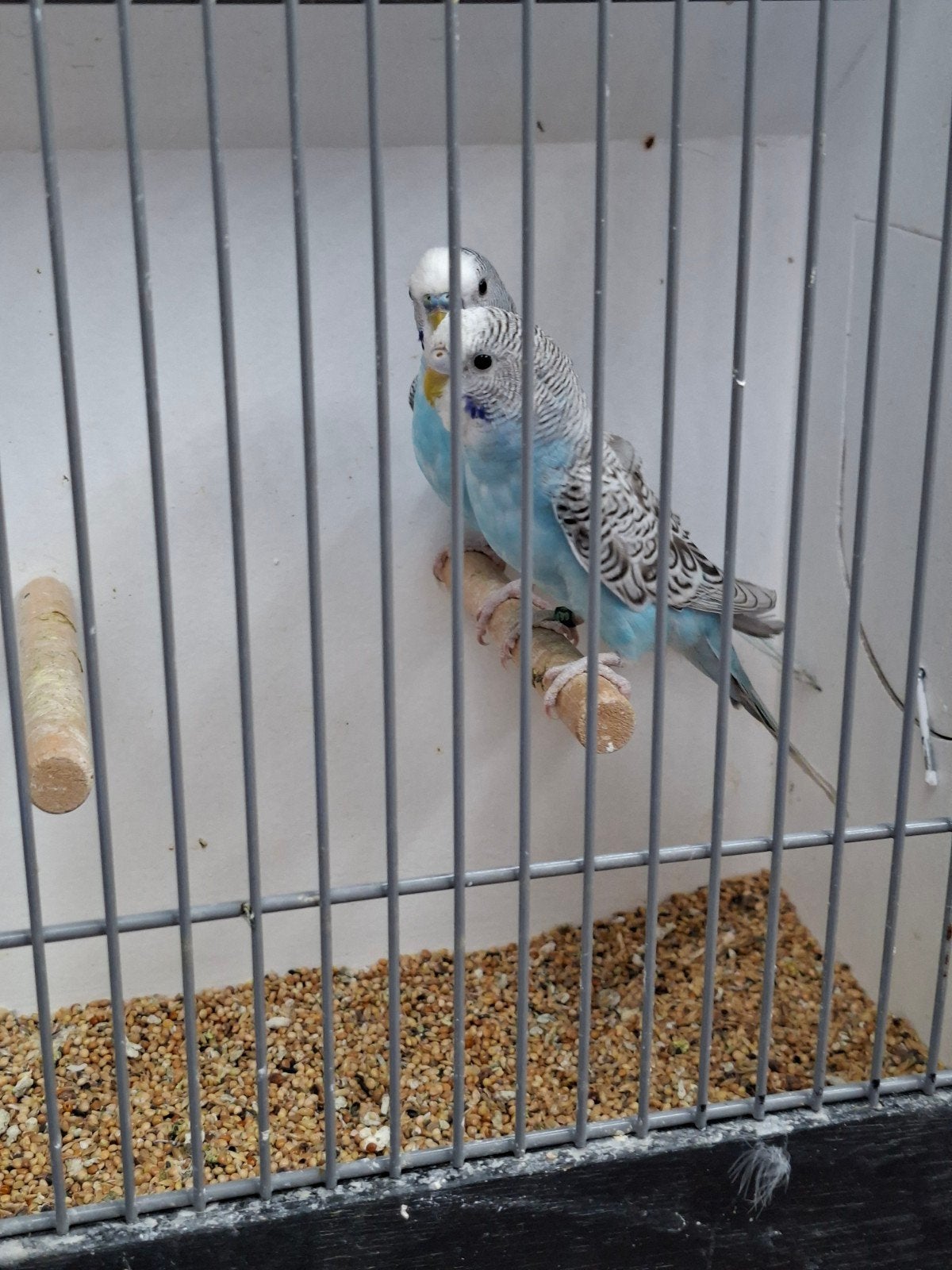 Blauw Melanastic grasparkieten, Dieren en Toebehoren, Vogels | Parkieten en Papegaaien, Meerdere dieren, Parkiet