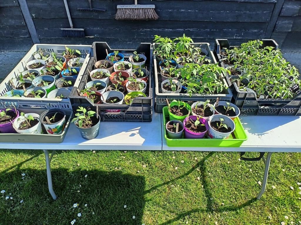 Biologische plantjes €1,50 per stuk, Tuin en Terras, Planten | Tuinplanten, Ophalen, Eenjarig, Groenteplanten, Volle zon