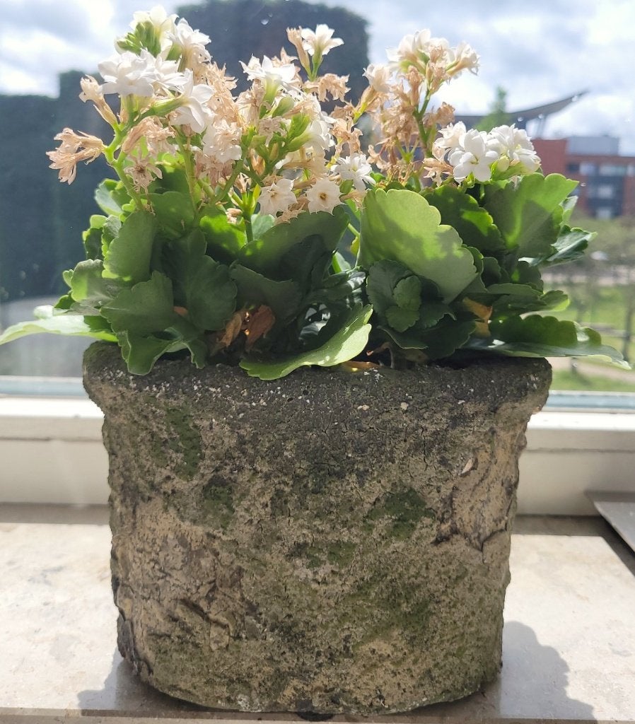 2 Bloepotten met planten, Ophalen, Zo goed als nieuw, Balkon, Overige vormen