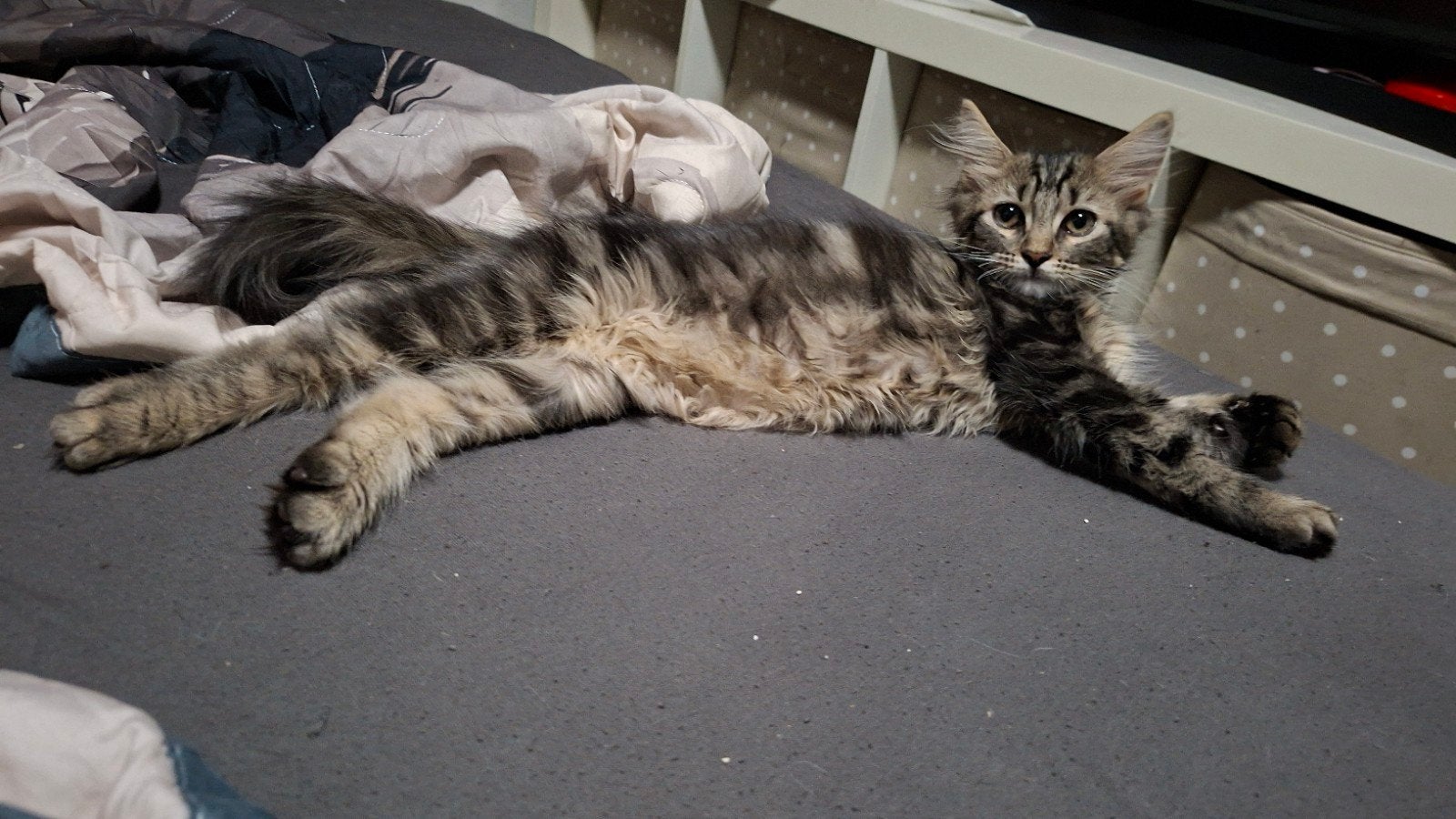 maine coon kittens, Meerdere dieren, Ontwormd