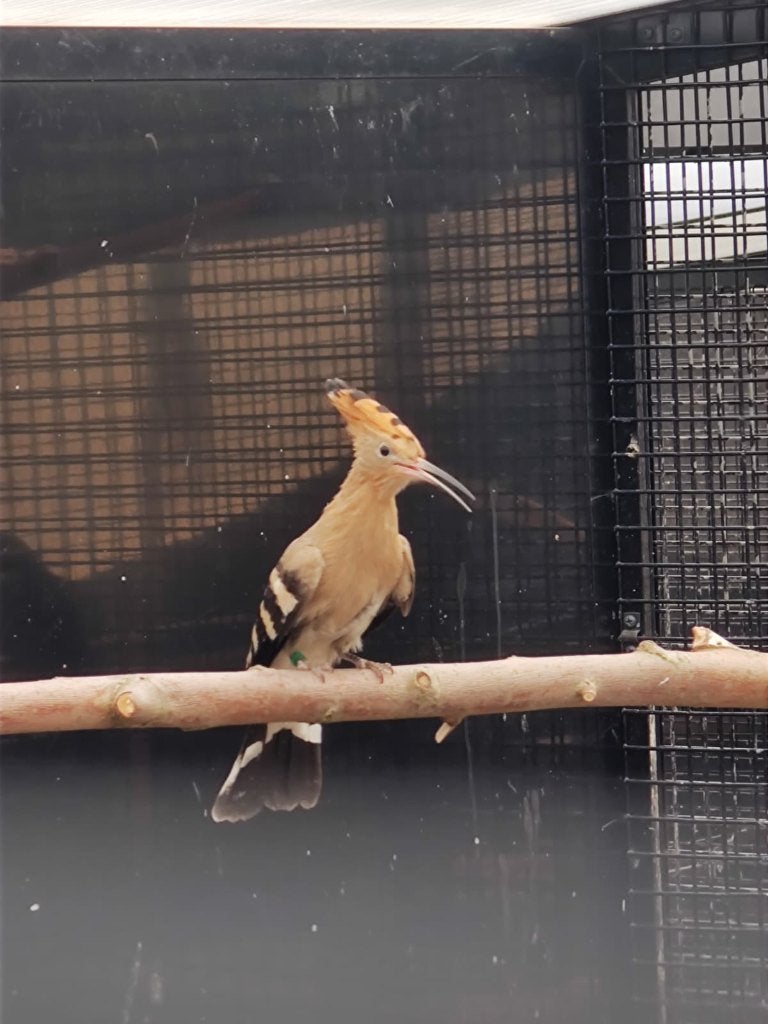 Europese Hop | Poppen | Zeer zeldzaam, Dieren en Toebehoren, Vogels | Overige Vogels, Vrouwelijk, Wildzangvogel, Geringd