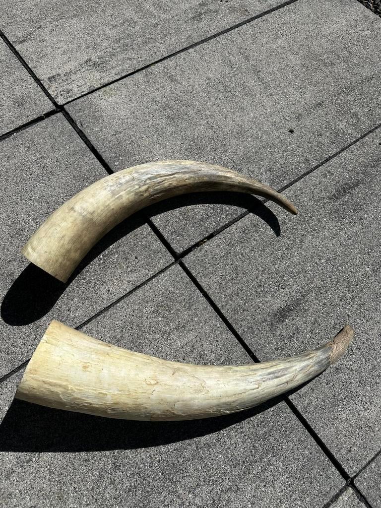 Grote decoratieve koehoorn XXL 55-cm, Ophalen of Verzenden, Nieuw, Opgezet dier
