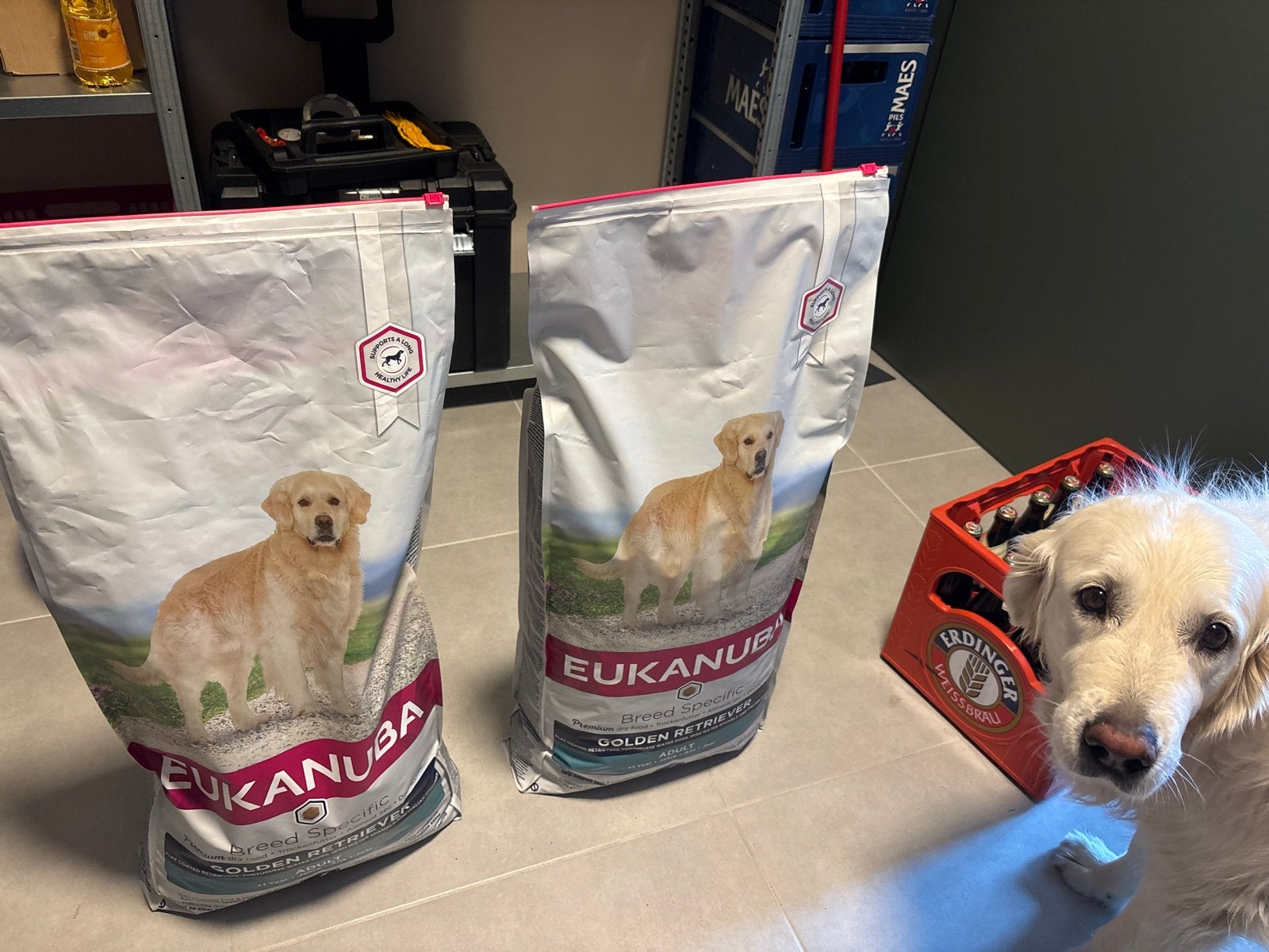 Eukanuba golden retriever 12kg + 4 kg, Dieren en Toebehoren, Ophalen, Hond