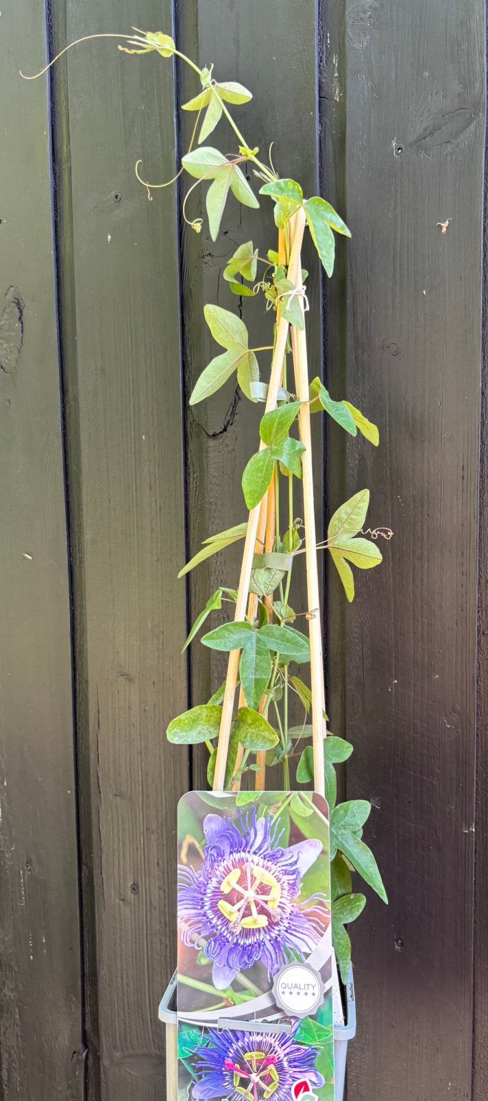 Passiebloem, Tuin en Terras, Planten | Tuinplanten, Ophalen of Verzenden, Vaste plant, Klimplanten, Volle zon