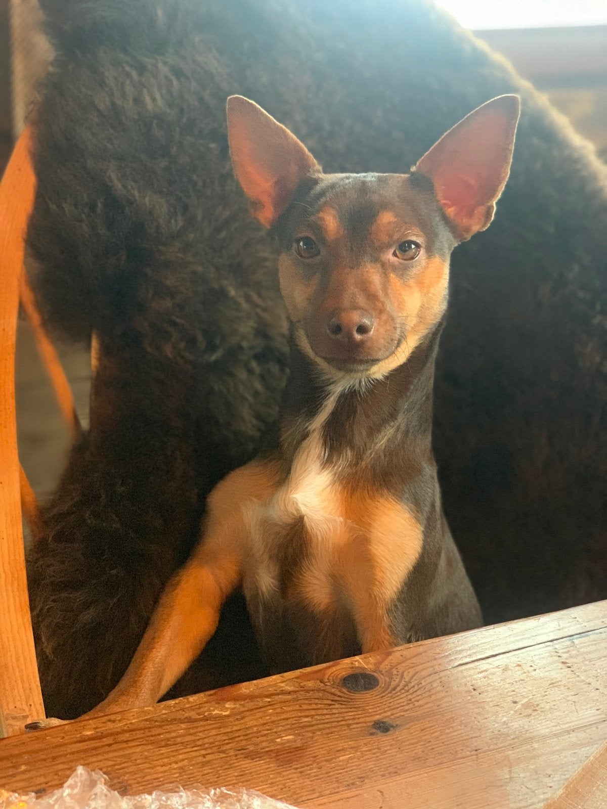 Kleine muizenvanger wegens verhuizing, Dieren en Toebehoren, Jack Russell Terriër, Teef, Eén hond, 3 tot 5 jaar