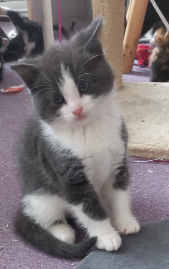 Kittens, Meerdere dieren, Kortharig, 0 tot 2 jaar