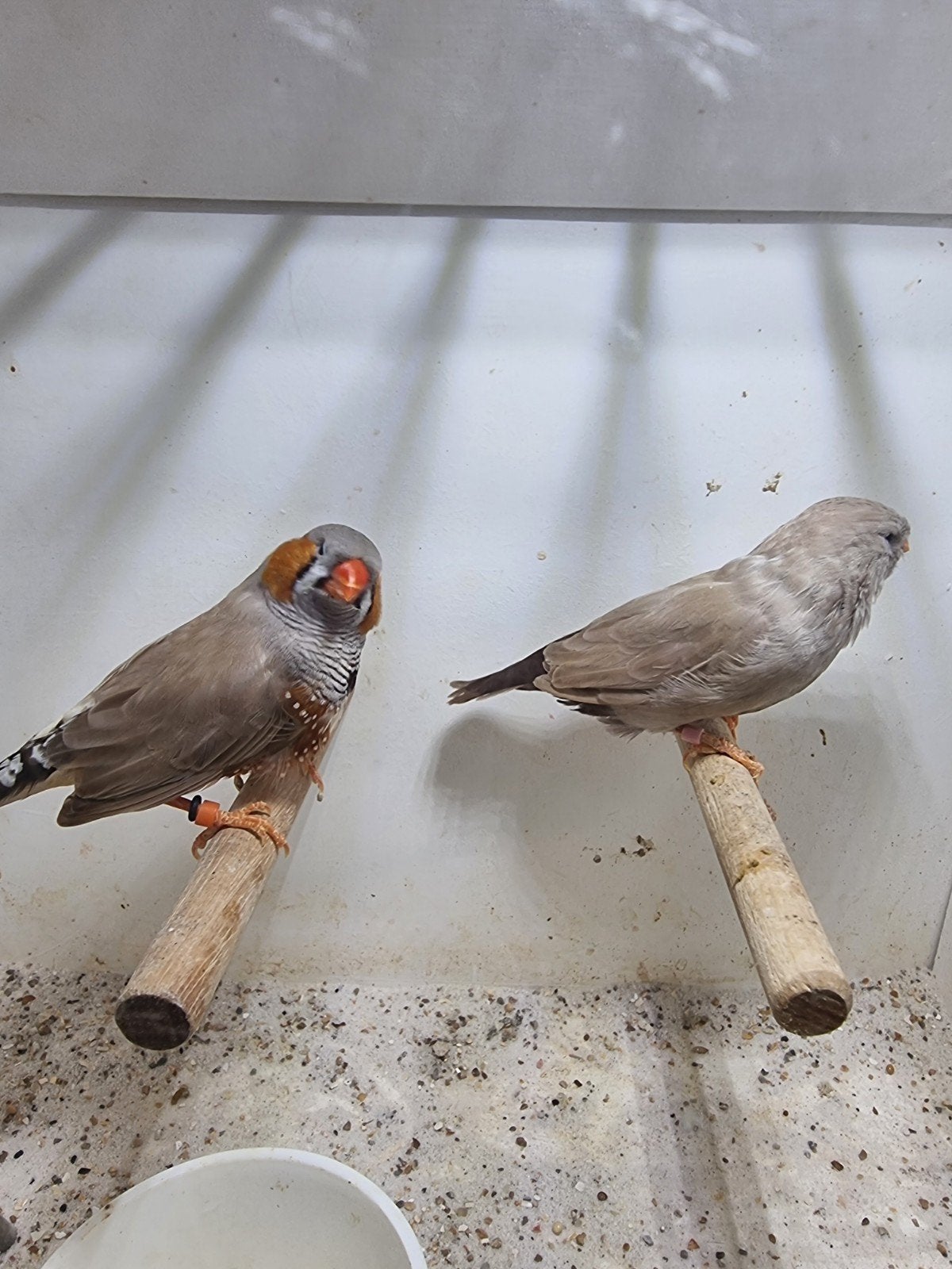 Te koop koppel charcoal bruin, Meerdere dieren
