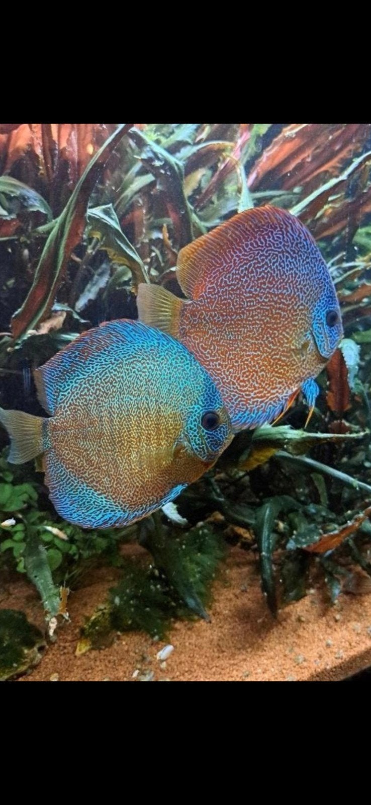 discus vissen 10 stuks  30 per stuk., Dieren en Toebehoren