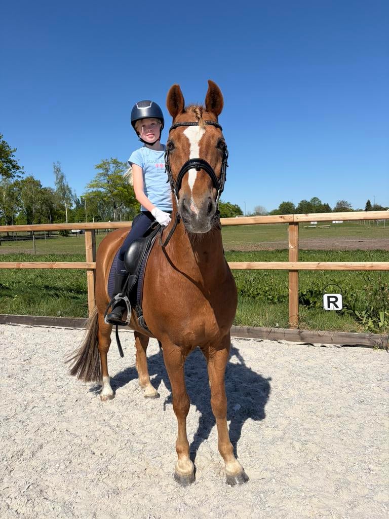 Exclusieve Privélessen/ verzorgpony