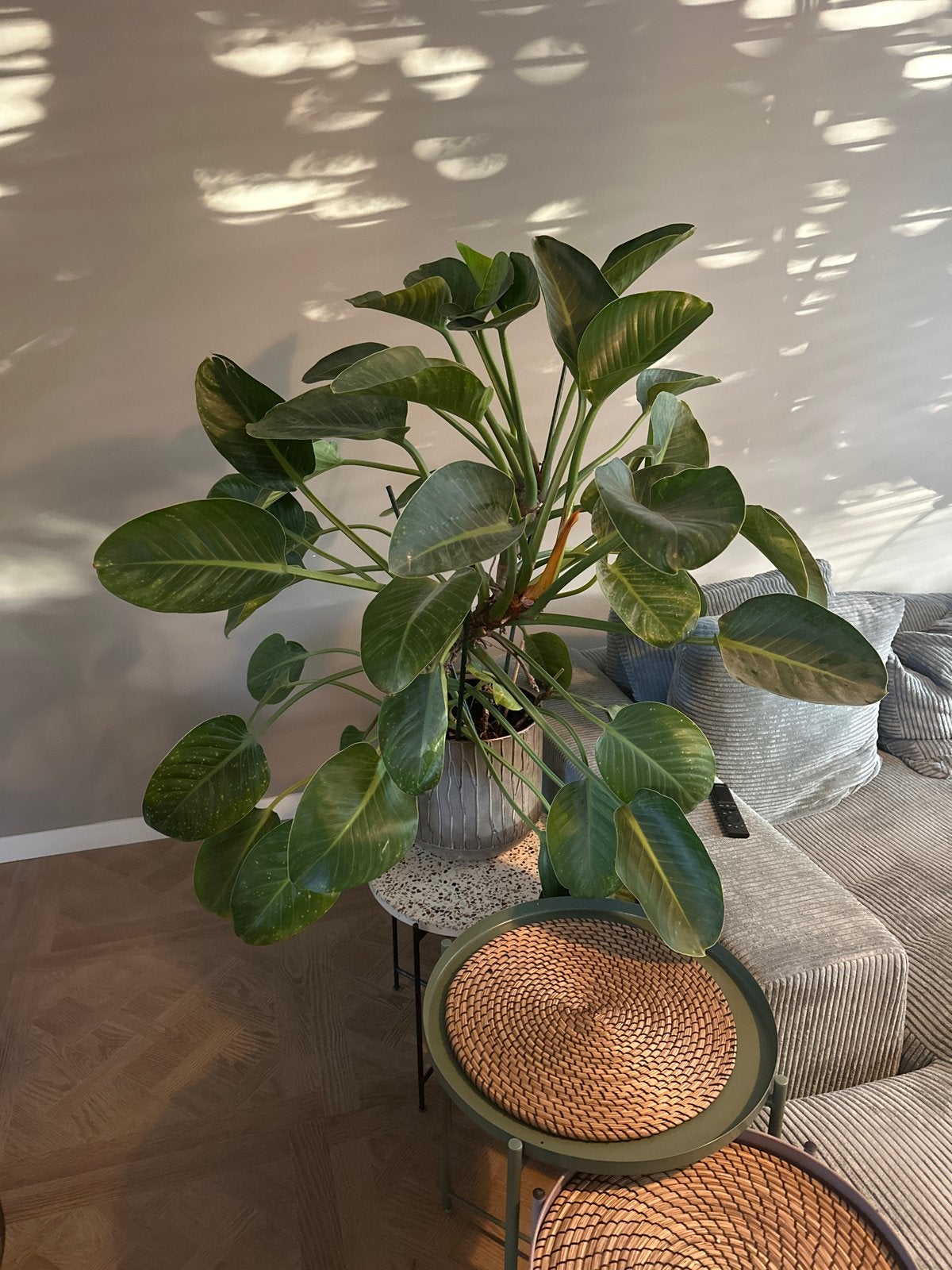 Grote, weelderige kamerplant . Philodendron ‘Imperial Green’, Ophalen, 100 tot 150 cm, Overige soorten, Halfschaduw