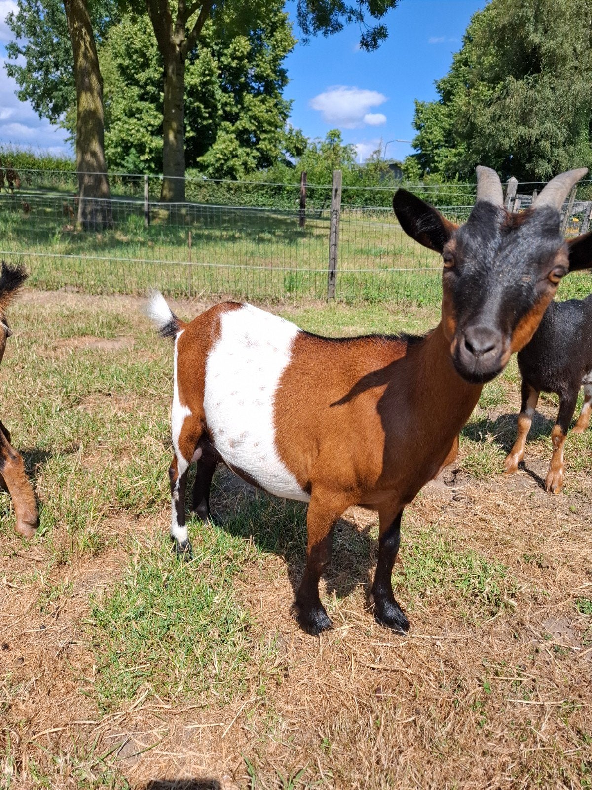 Mooie geit te koop, Dieren en Toebehoren, Schapen, Geiten en Varkens, Vrouwelijk, Geit