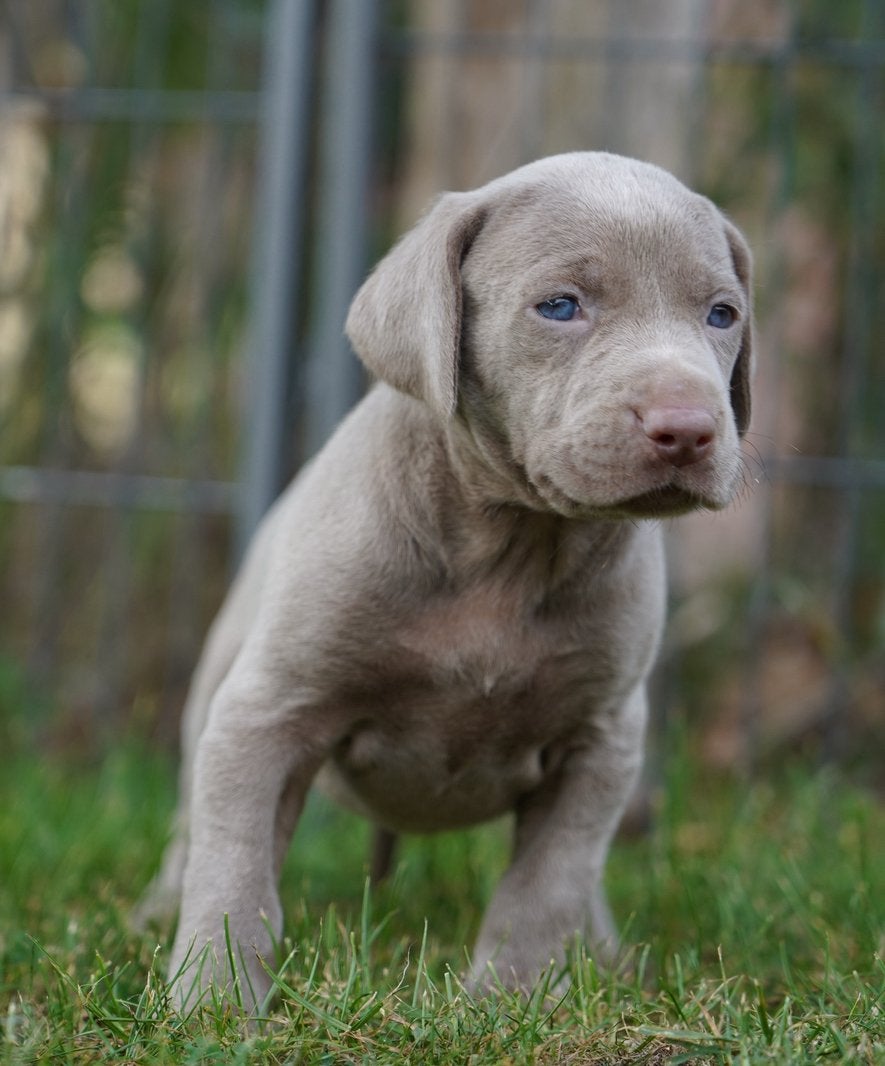 Weimaraner pups, Dieren en Toebehoren, Nederland, CDV (hondenziekte), 8 tot 15 weken, Meerdere