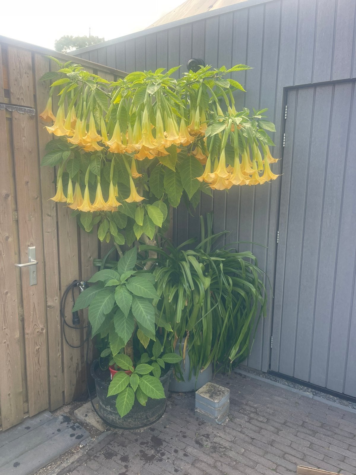 Datura’s, Ophalen, Zomer, Volle zon, Overige soorten