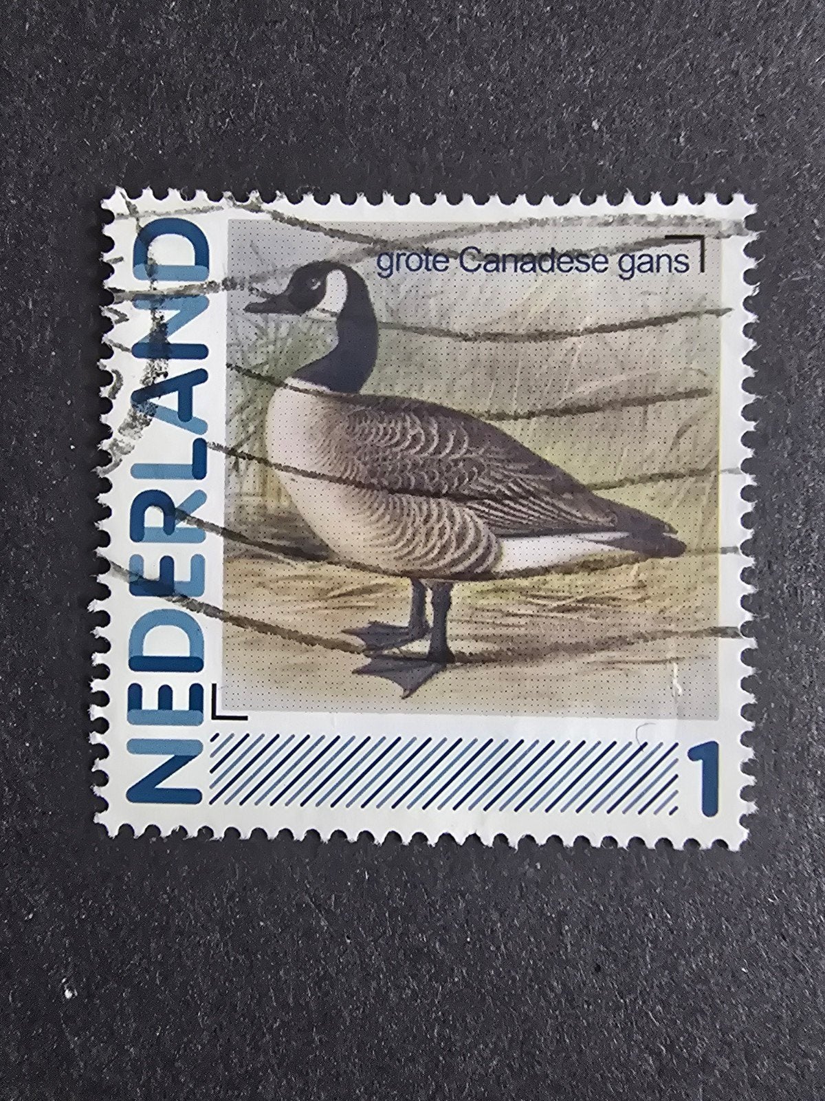 Persoonlijke Postzegel Nederland - Grote Canadese Gans, Postzegels en Munten, Postzegels | Nederland, Ophalen of Verzenden, Na 1940