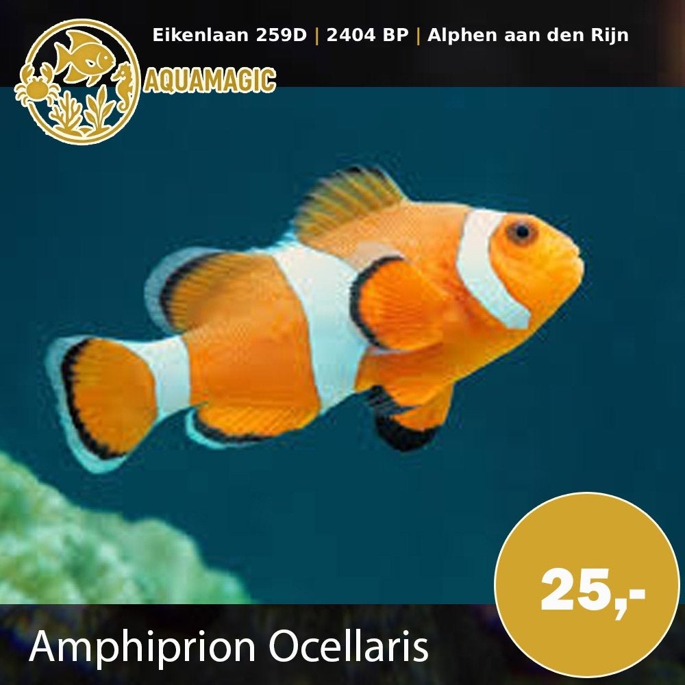 amphiprion ocellaris, Vis, Zoutwatervis