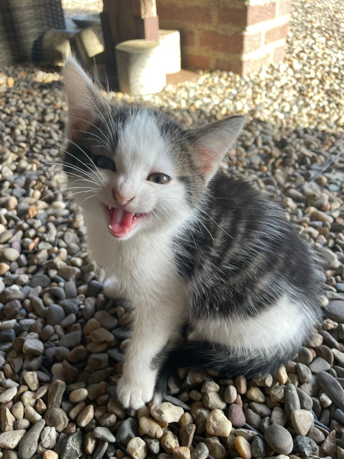 Kittens te koop, Poes, Kortharig, 0 tot 2 jaar