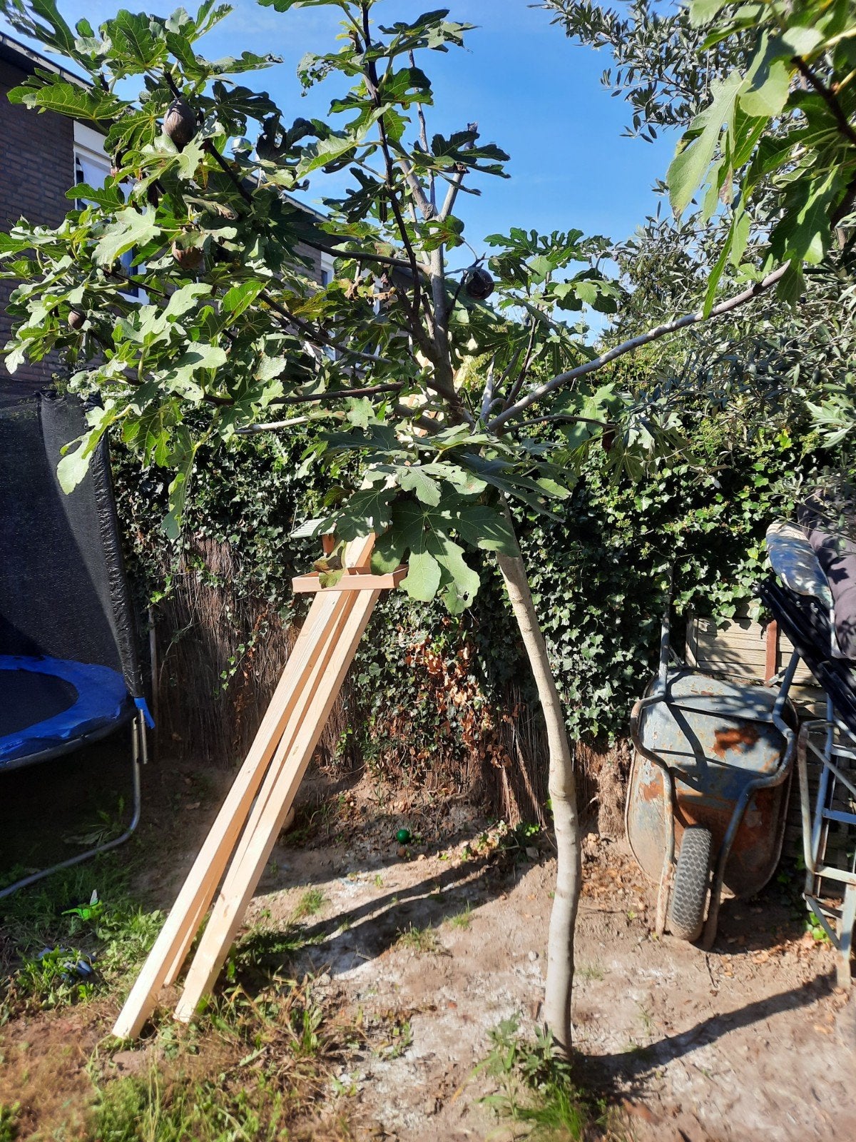 vijgenboom., Ophalen, Bloeit niet, Volle zon, Overige soorten