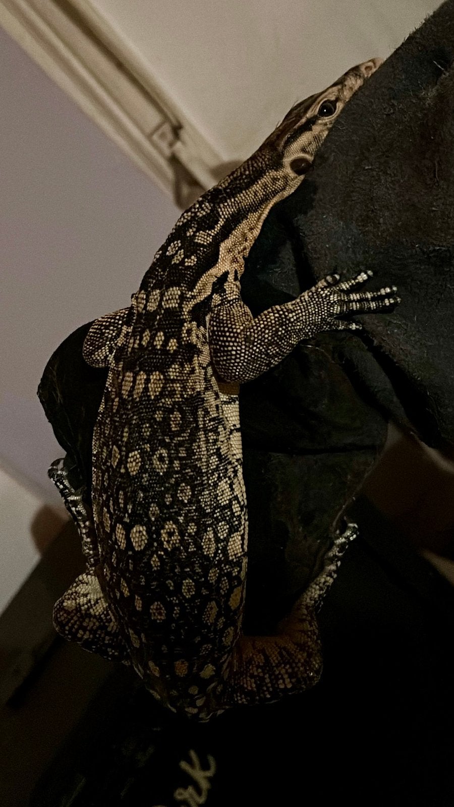 Sumbawa Varanus Salvator Monitor Lizard photo 4