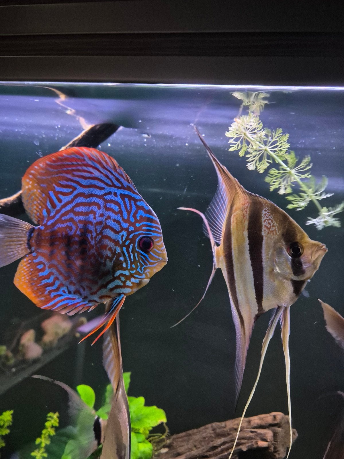 Discus kweekkoppel, Dieren en Toebehoren, Vis