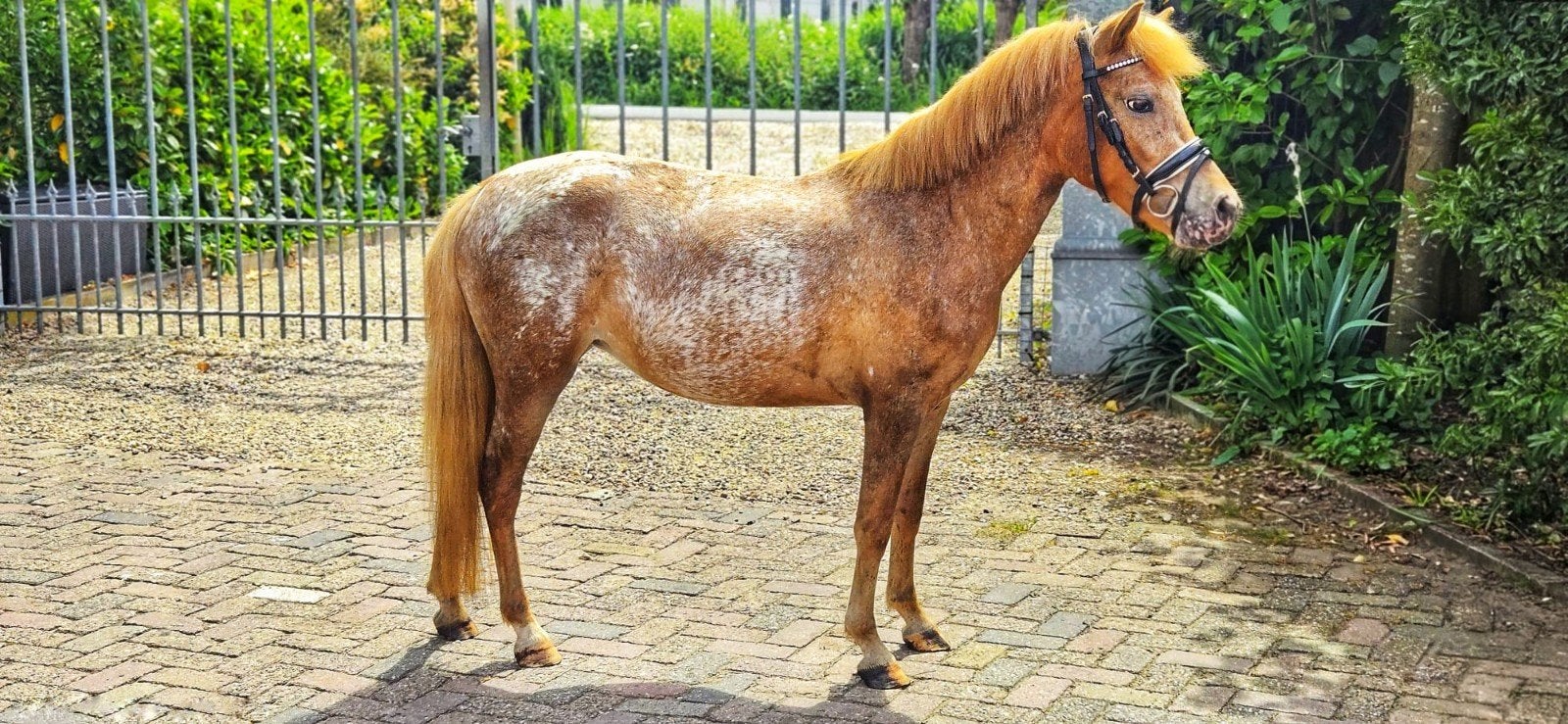 Meerder pony's, Ruin, Recreatiepaard, 3 tot 6 jaar