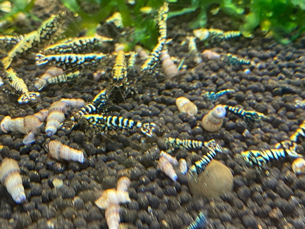 Galaxy / Snowflake Fischbone Garnalen, Dieren en Toebehoren, Kreeft, Krab of Garnaal, Zoetwatervis