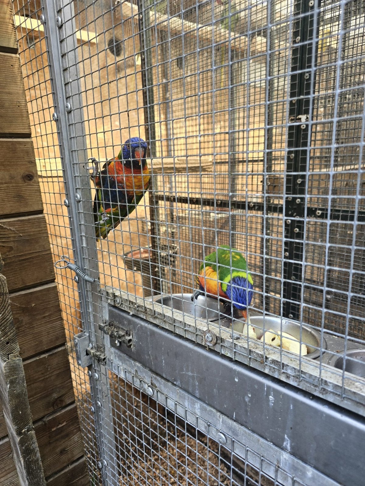 Mooi lore koppel, Dieren en Toebehoren, Vogels | Parkieten en Papegaaien, Meerdere dieren, Parkiet
