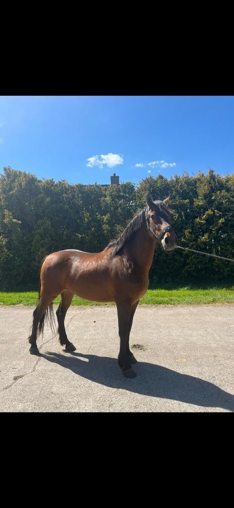 Te koop 2 super mooie d en e ponys !!, Dieren en Toebehoren, Pony's, Ruin, 3 tot 6 jaar