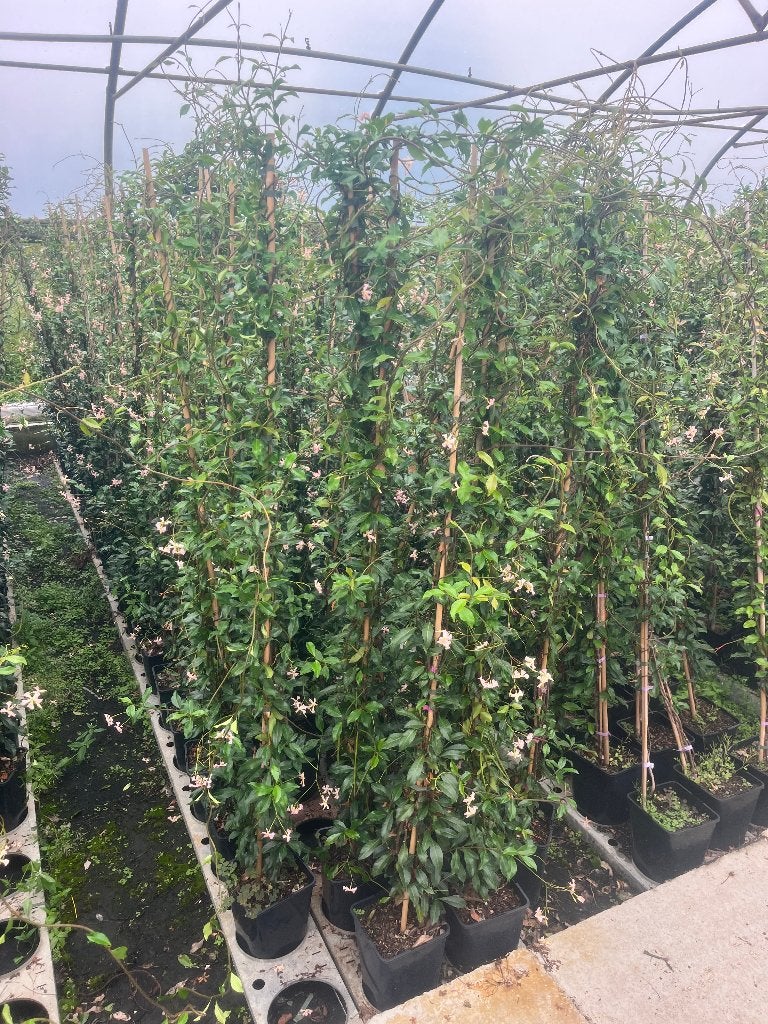 Toscaanse Jasmijn ROSE ,met zacht roze bloem, 175 cm hoog!!!, Tuin en Terras, Ophalen, Volle zon, Vaste plant, Klimplanten