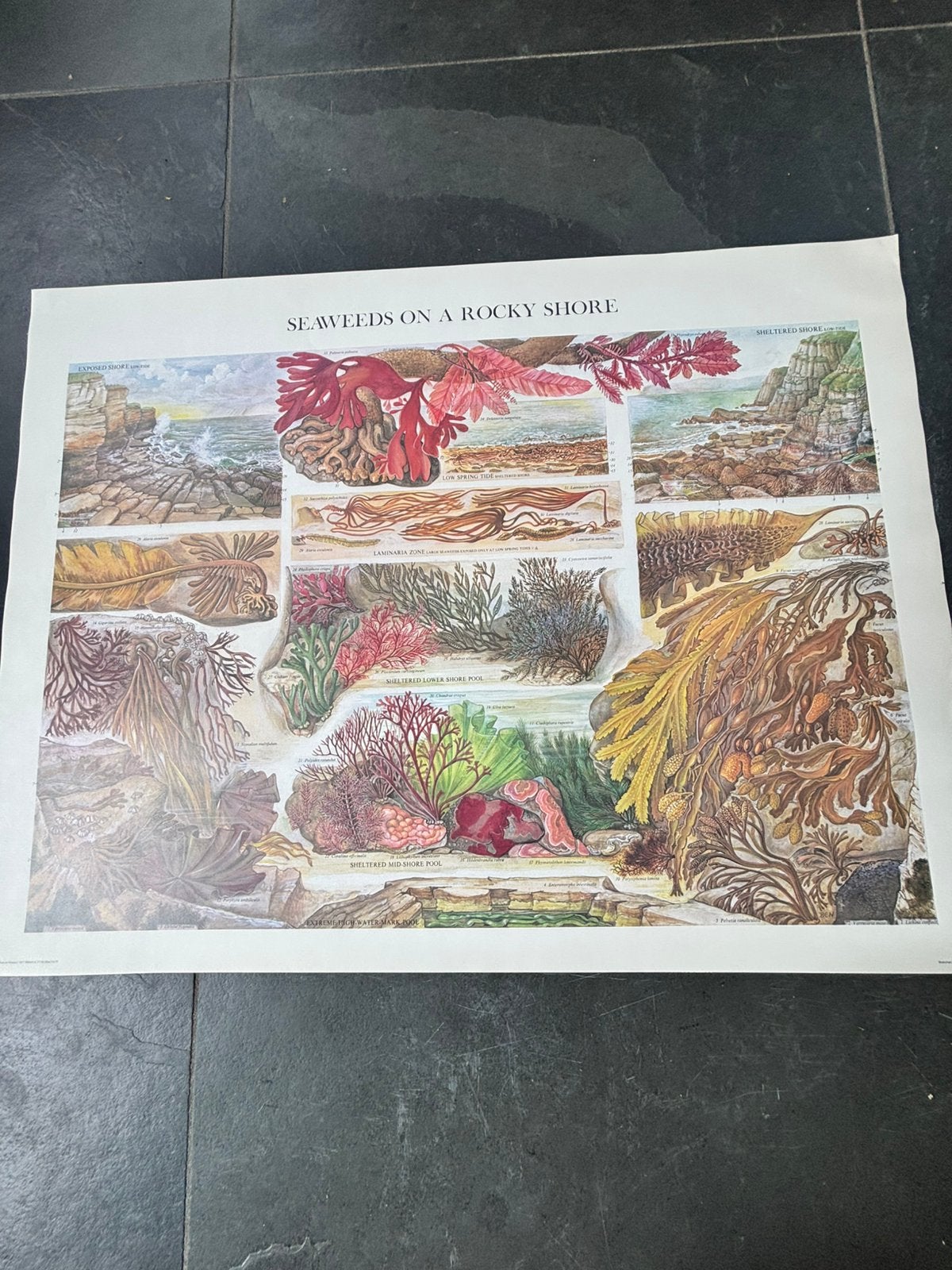 Natuur historische poster, seaweeds on a rocky shore, Ophalen of Verzenden, Natuur en Biologie