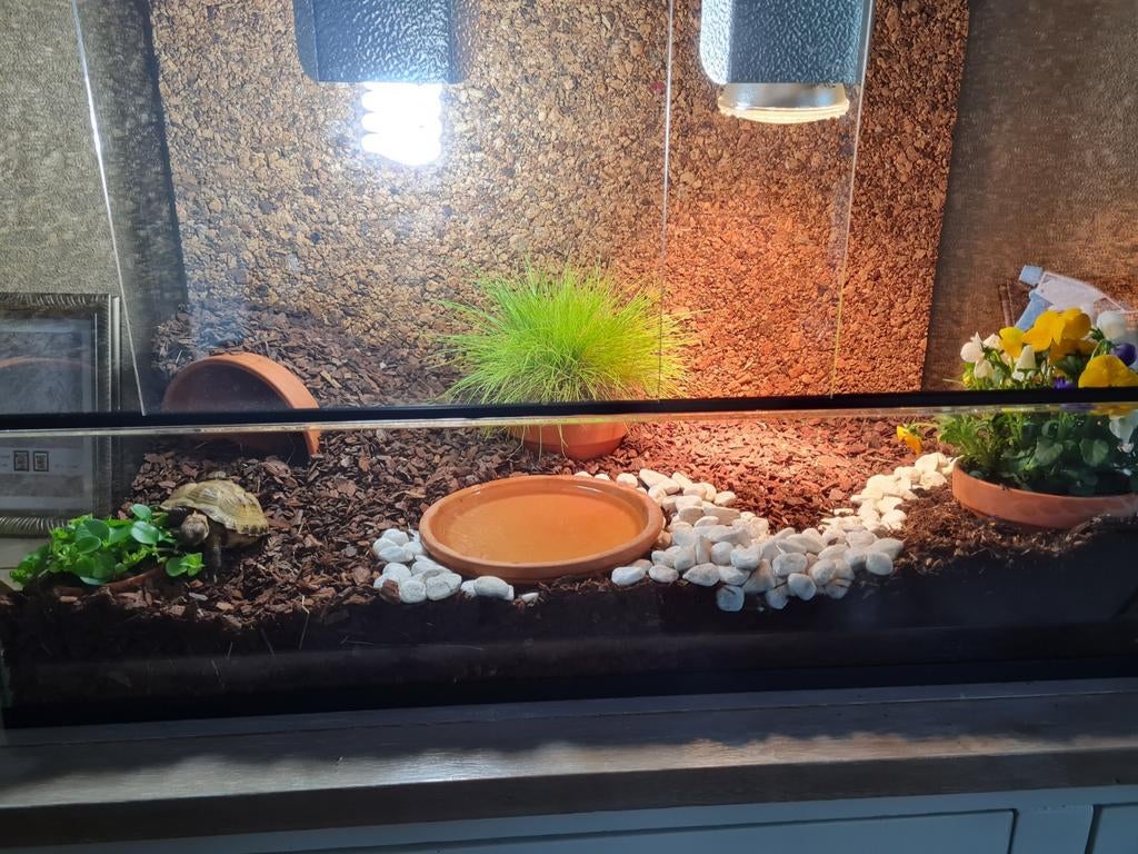 Terrarium van Glas inclusief achterwand en twee fittingen, Ophalen of Verzenden