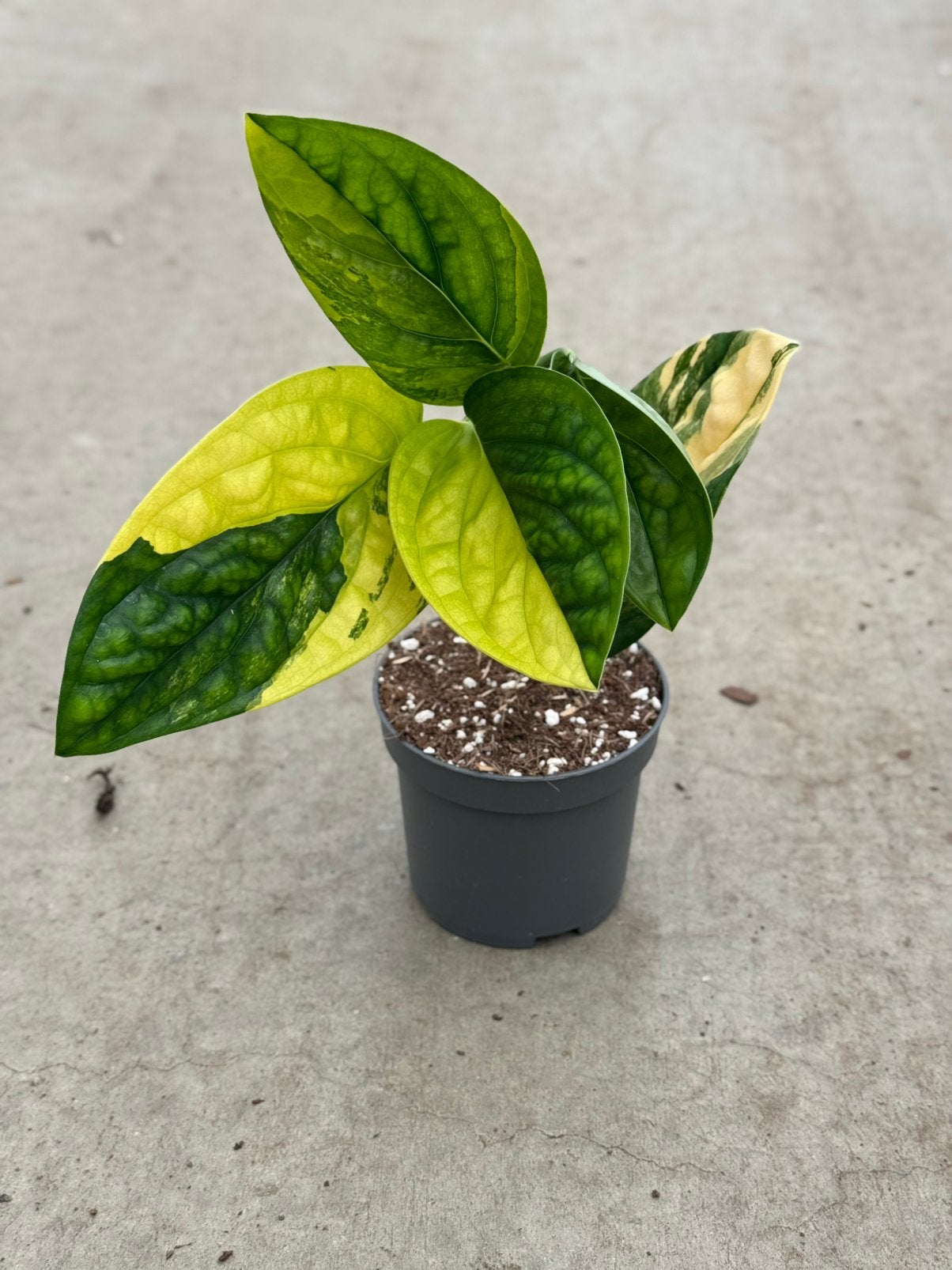 Monstera Sp. Peru Variegata, Huis en Inrichting, Kamerplanten, Ophalen of Verzenden, Halfschaduw, Minder dan 100 cm