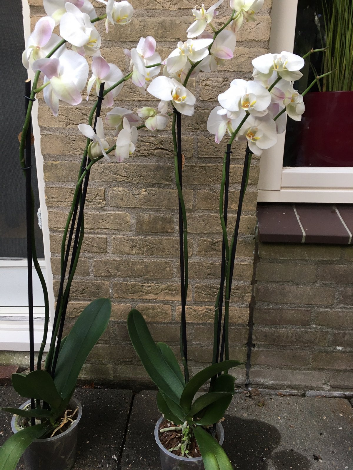 Phalaenopsis 3 tak lengte inclusief pot 95 cm, Ophalen of Verzenden, Halfschaduw, Minder dan 100 cm