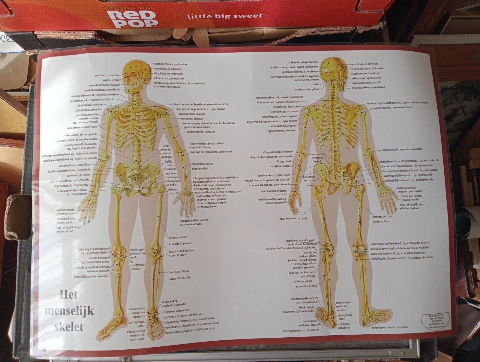 Medisch anatomische poster affiche Skelet, Ophalen of Verzenden, Gebruikt, A1 t/m A3, Film en Tv