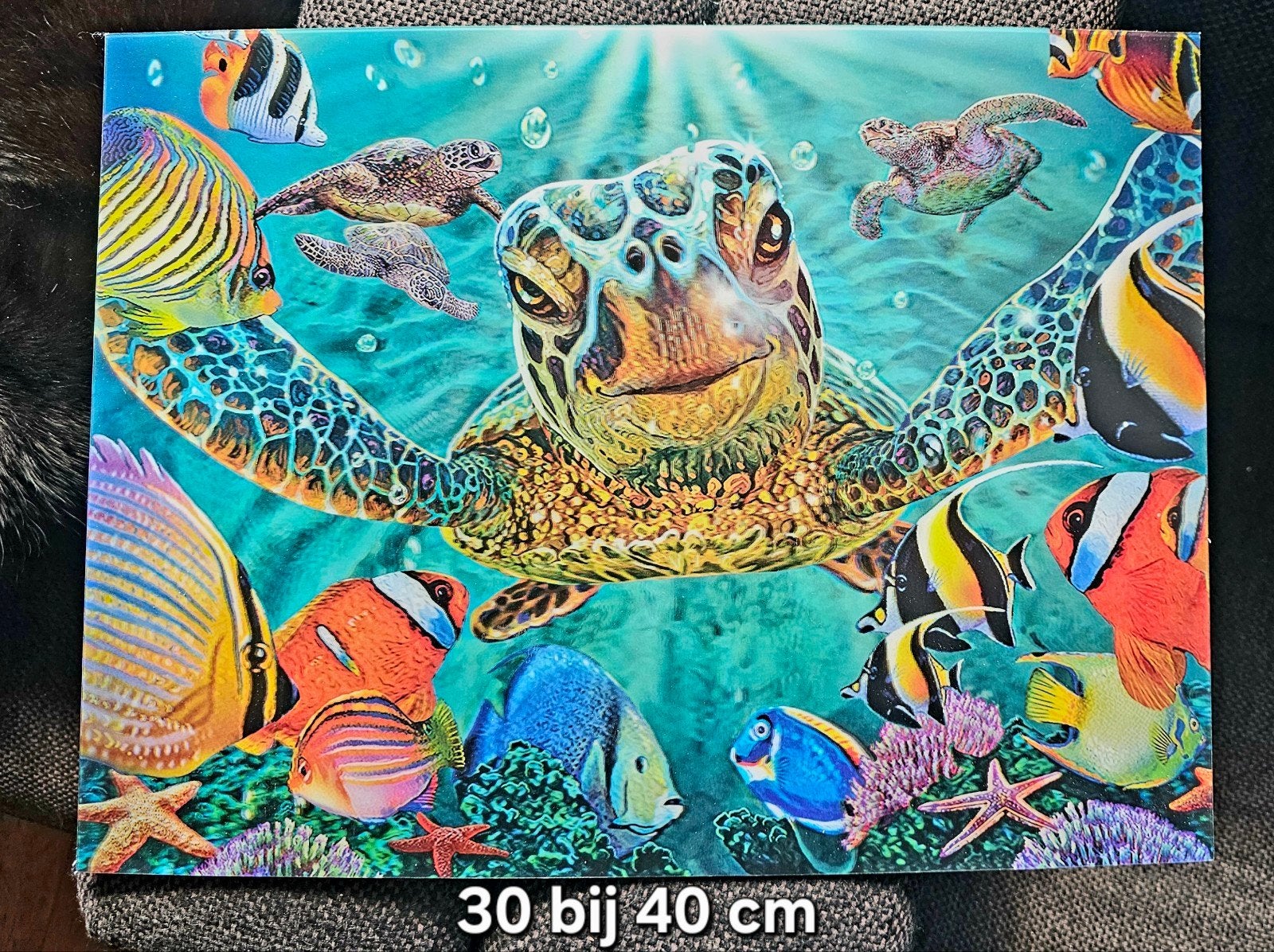 Poster schildpad en vissen op hart karton 30x40 cm, Rechthoekig Liggend, Ophalen of Verzenden, Zo goed als nieuw, A1 t/m A3