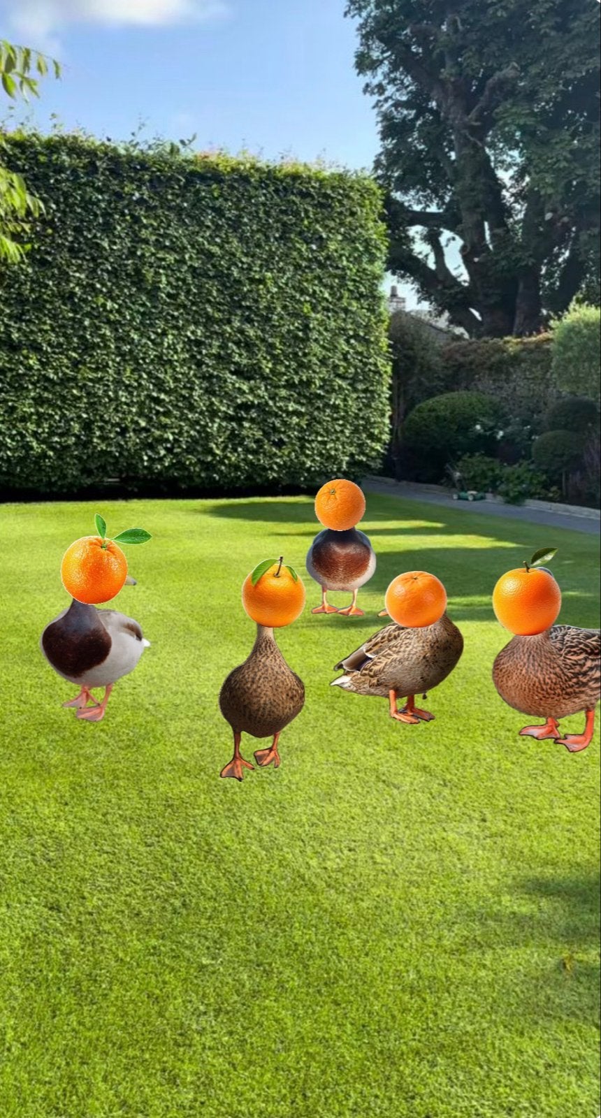 Prachtige mandarijneebtjes te koop, Meerdere dieren