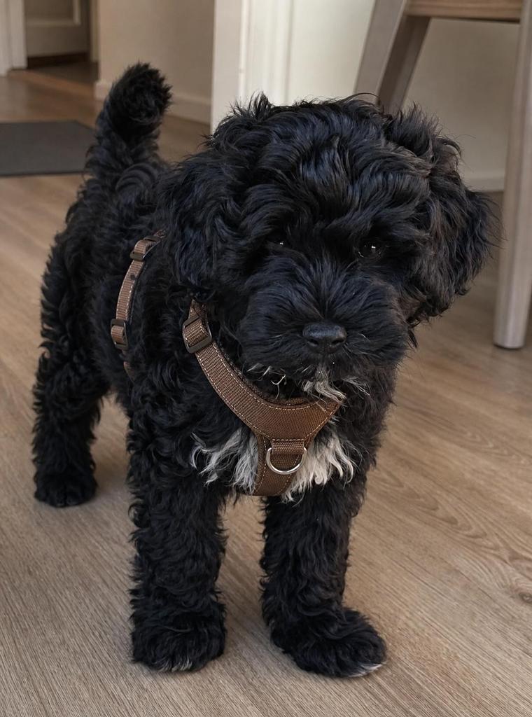 Cockapoo pup ( cocker spaniel x dwergpoedel ), Dieren en Toebehoren, Honden | Niet-rashonden, Reu, 8 tot 15 weken, Eén hond, Nederland