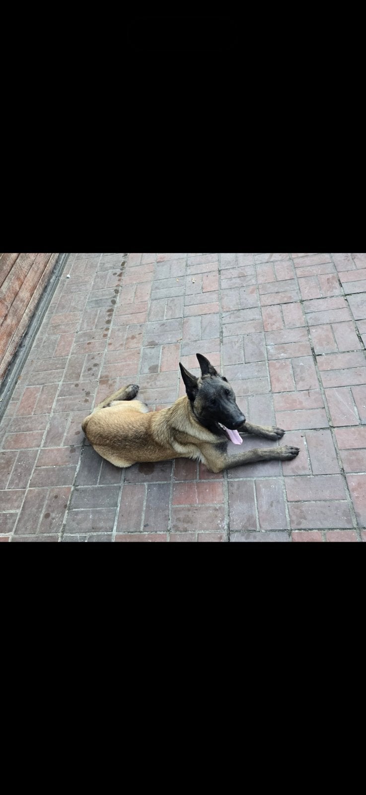 Belgische Herder van 7 maanden zoekt een liefdevol thuis!, Dieren en Toebehoren, België, Particulier, 15 weken tot 1 jaar, Reu