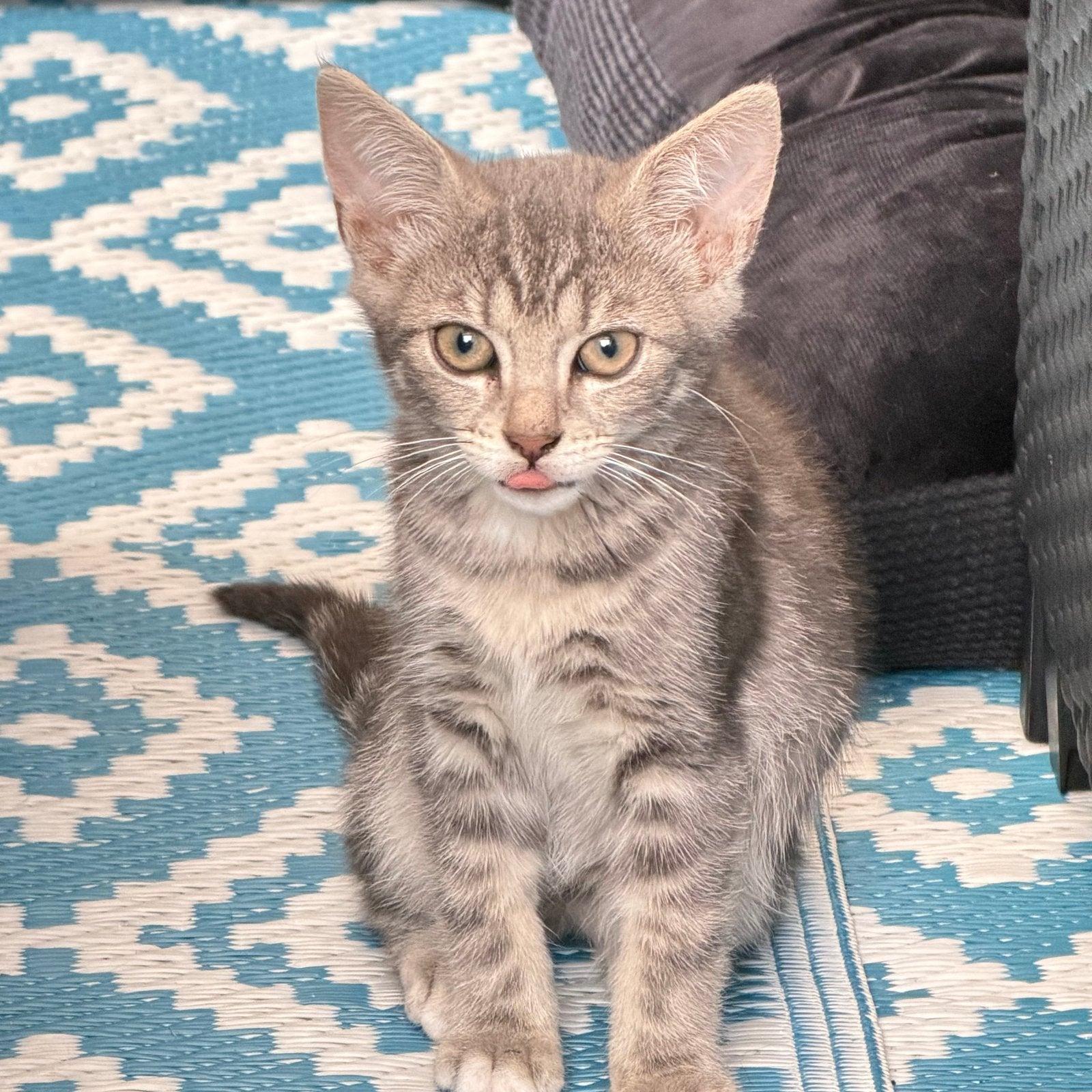 Kittens te koop 12 weken oud, Geslacht onbekend, 0 tot 2 jaar