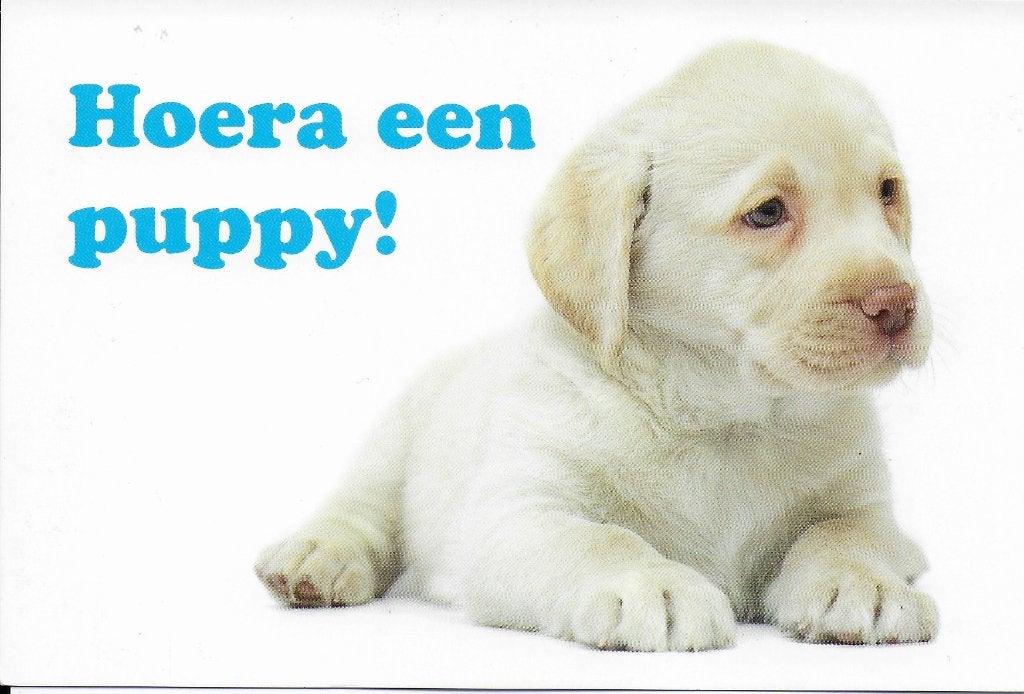H28 Ongelopen ansichtkaart hoera een puppy, Ophalen of Verzenden, 1980 tot heden, Ongelopen