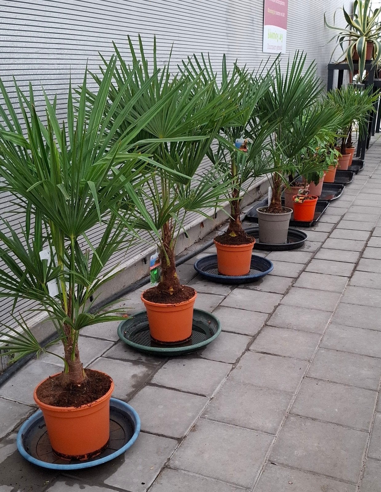 Trachycarpus Fortunei Palmboom - Winterharde Waaierpalm, Tuin en Terras, Planten | Bomen, 100 tot 250 cm, Zomer, Palmboom, Ophalen