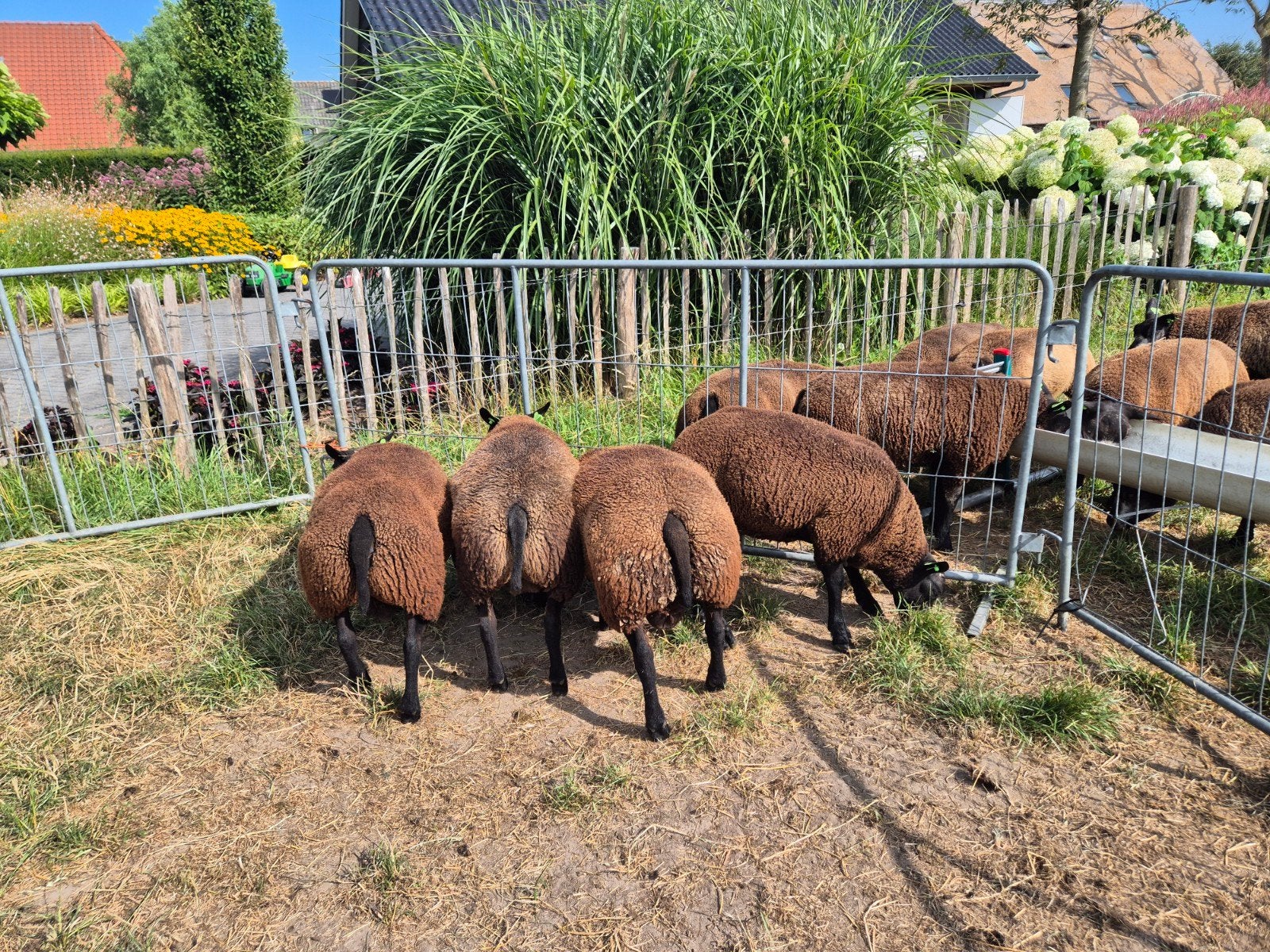 blauwe texelaar ramlammeren, Mannelijk, Schaap