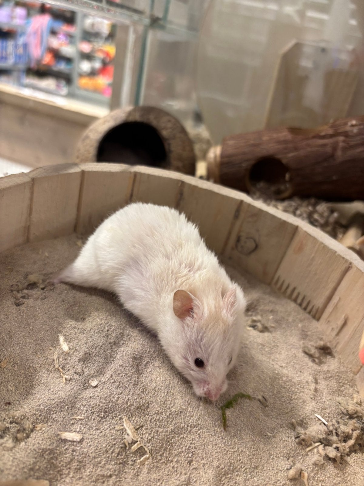 Jonge goudhamsters man, Dieren en Toebehoren, Knaagdieren, Hamster, Mannelijk, Juli, Tam