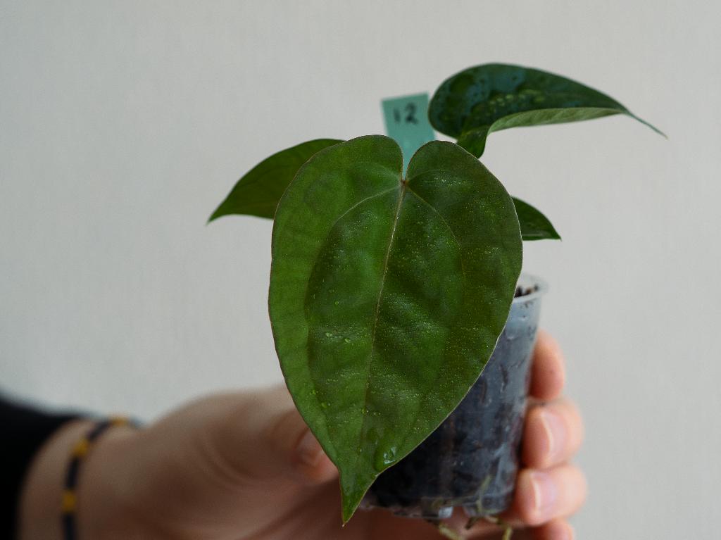 Anthurium Michelle x Papillilaminum zaailing #12, Overige soorten, Minder dan 100 cm, Groene kamerplant, Halfschaduw