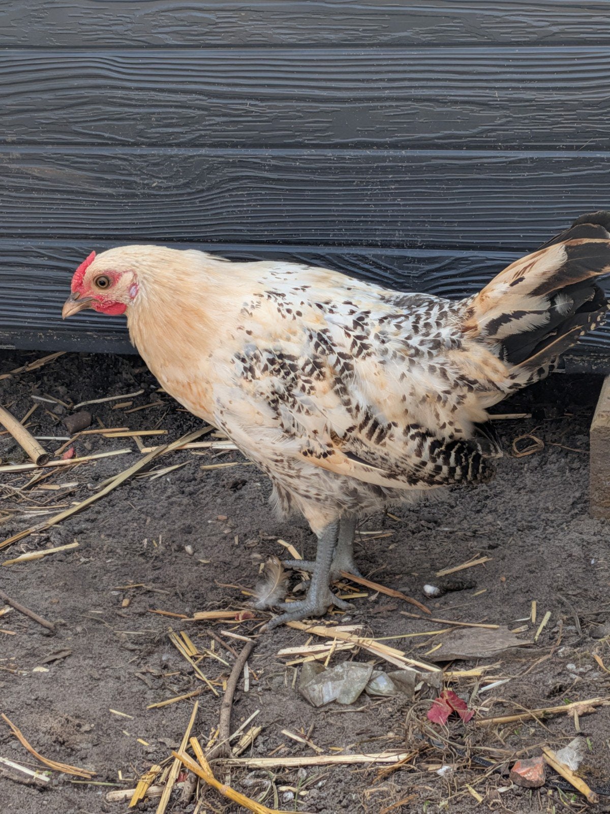 Assendelfter hoen haan, Dieren en Toebehoren, Pluimvee, Mannelijk, Kip
