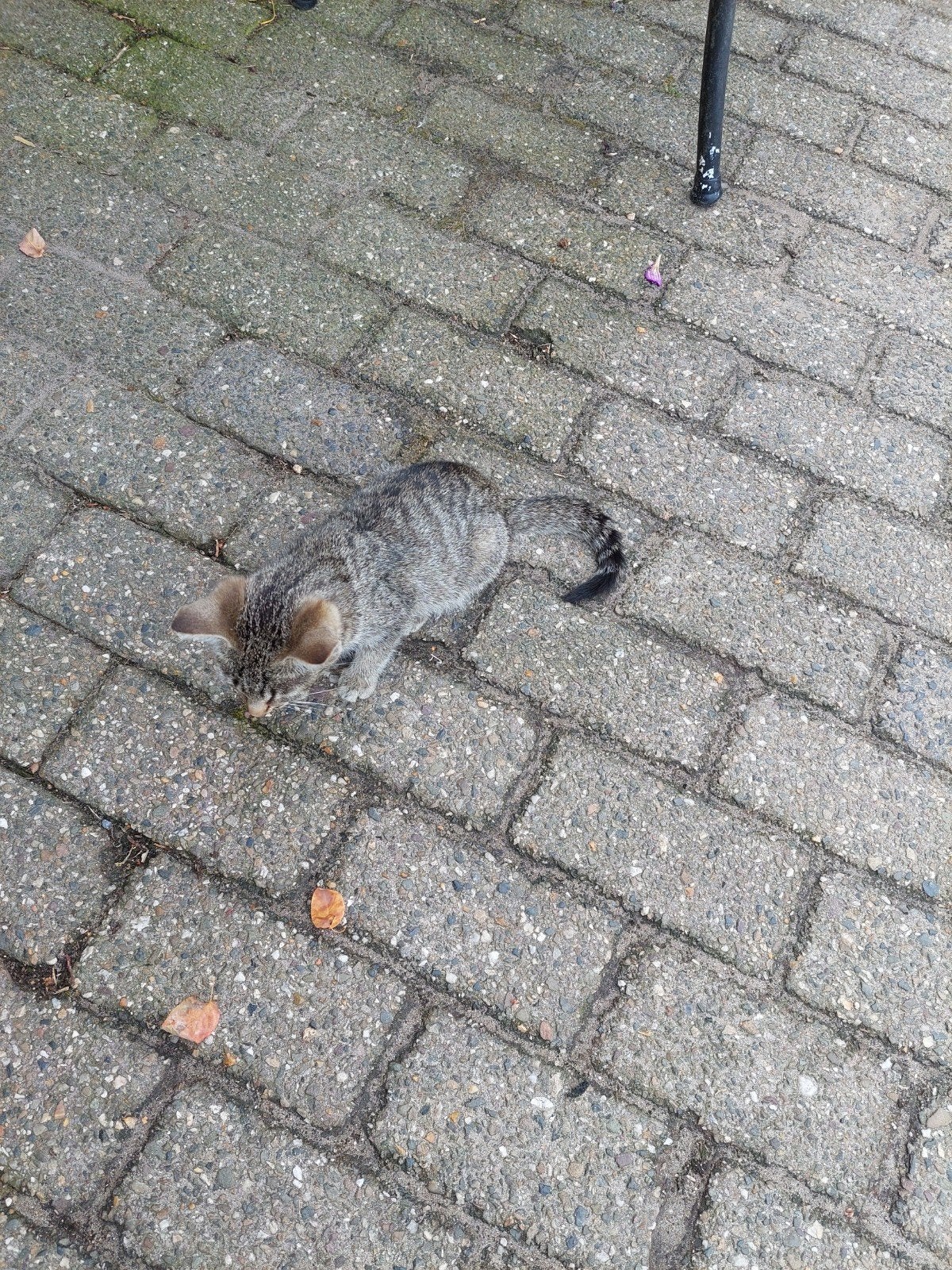 Kitte te koop1, Poes