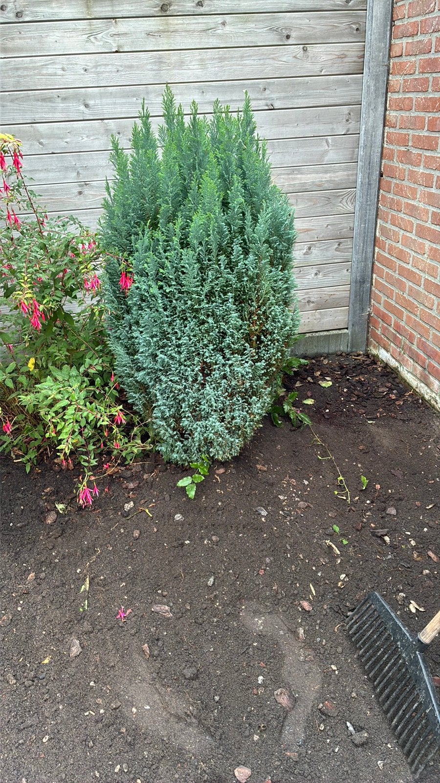 Conifeer, Tuin en Terras, Ophalen, Conifeer, 100 tot 250 cm