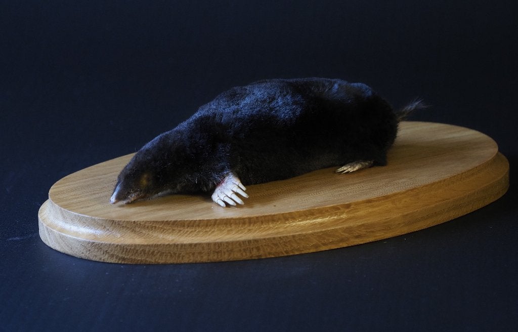 Opgezette Mol, Verzamelen, Ophalen of Verzenden, Nieuw, Overige soorten, Opgezet dier