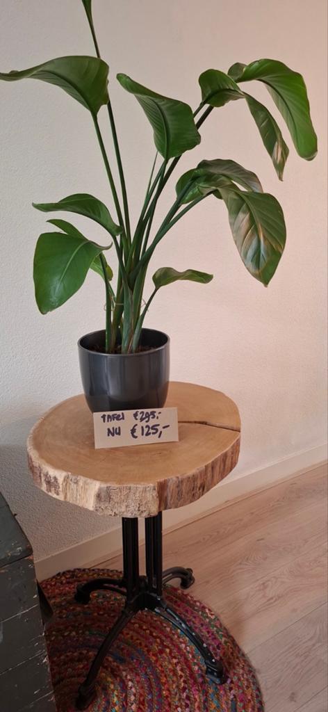 Unieke boomstam tafel, Ophalen, Rond, Nieuw, 75 cm of meer