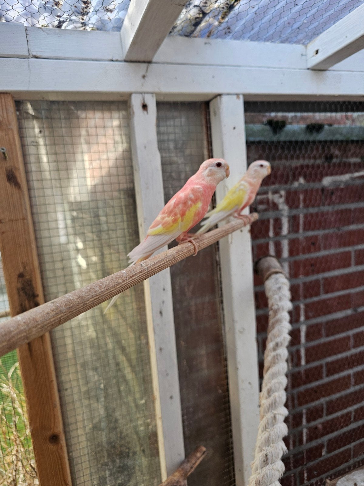 3 bourks, Dieren en Toebehoren, Vrouwelijk, Parkiet
