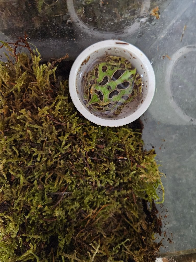Ceratophrys cranwelli Hoornkikker Frog photo 10